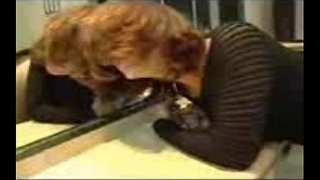 Mastyrbio a assfucked