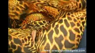 Crazy spandex ferch pryfocio rhyw