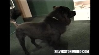 Nancy Vee Strapon 알렉스 덴마크